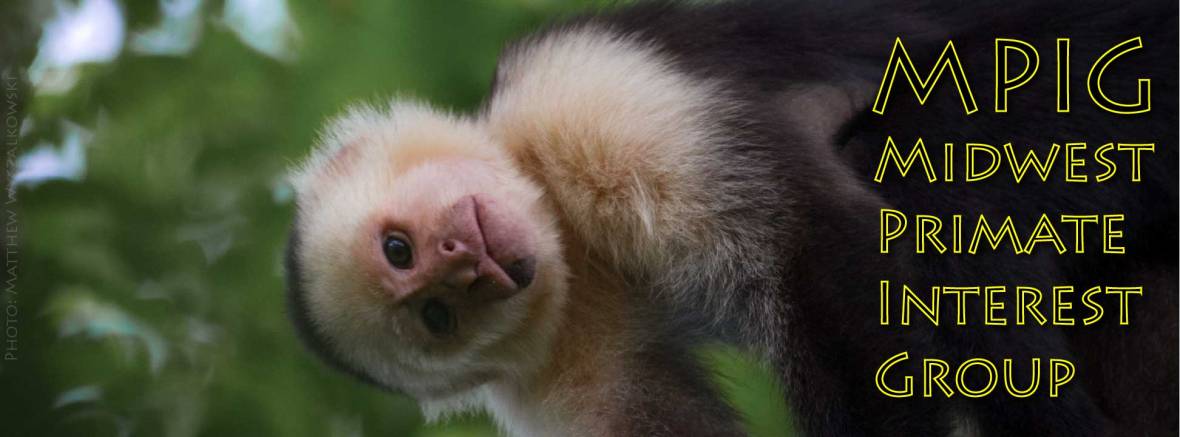 capuchin